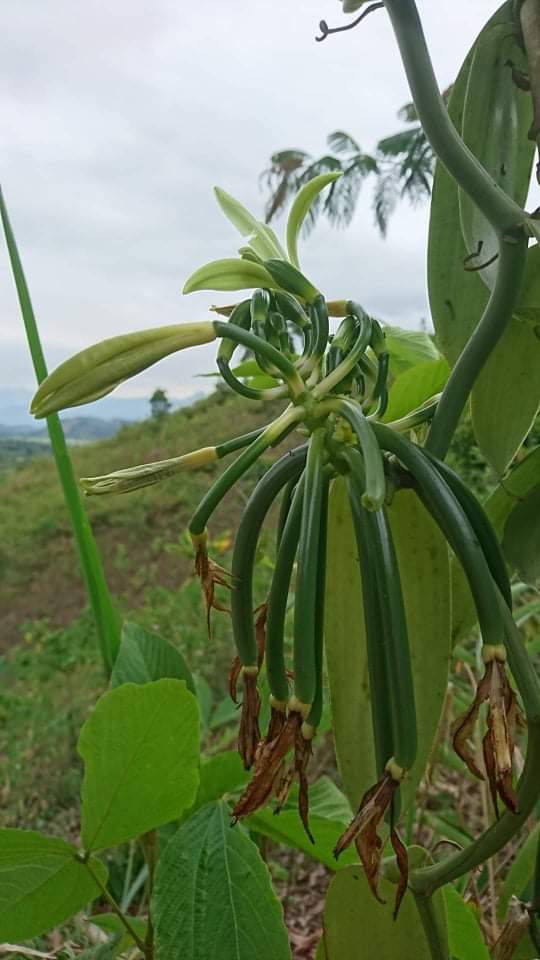 L’origine et l’histoire de la vanille de Madagascar : un voyage fascinant à travers le temps